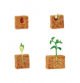 CICLO DE LA VIDA EDUCATIVO VEGETAL