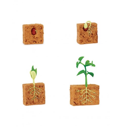 CICLO DE LA VIDA EDUCATIVO VEGETAL